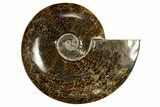 Polished, Agatized Ammonite (Cleoniceras) - Madagascar #323471-1
